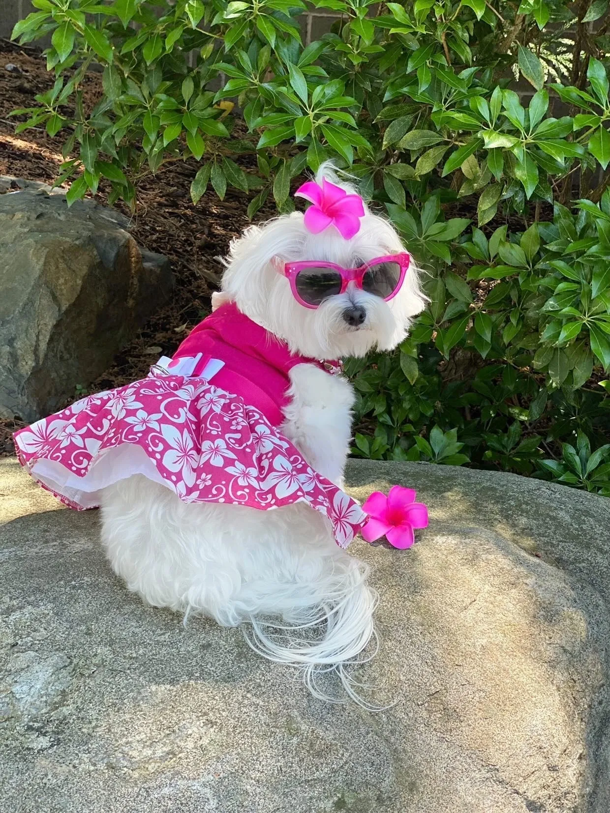 Hot Pink Hibiscus Dog Harness Dress - COMING BACK SOON!