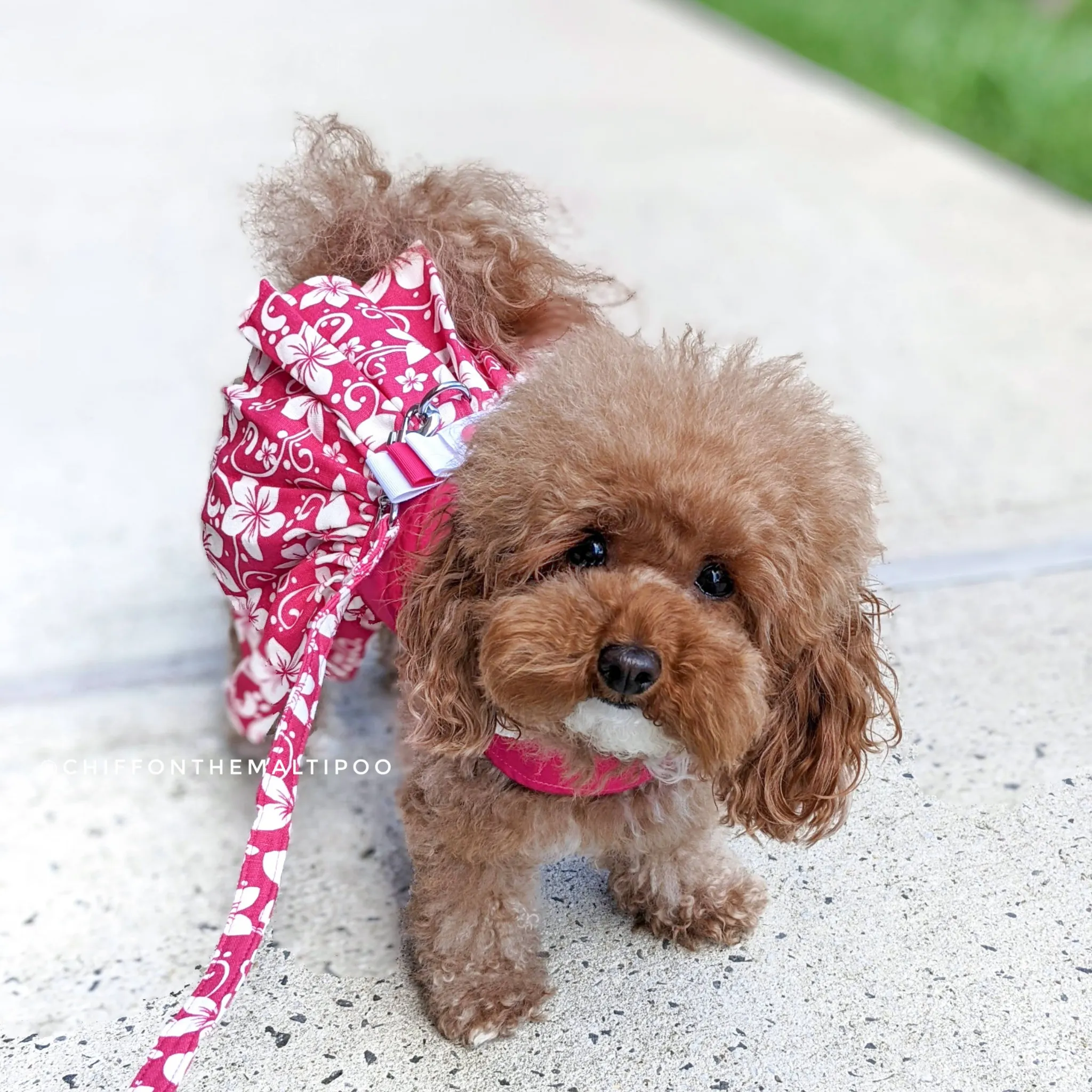 Hot Pink Hibiscus Dog Harness Dress - COMING BACK SOON!